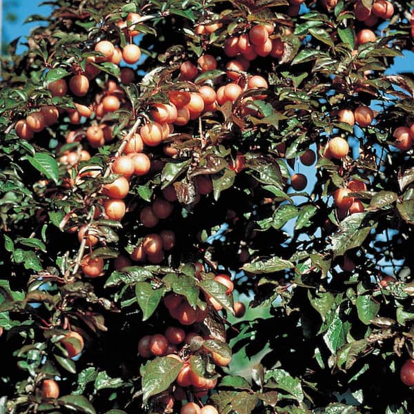 Gurney's Native American Plum (Prunus) Live Bareroot Fruiting Tree (1-Pack)