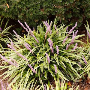 Variegated Liriope 3 1/4 in. Pots (18-Pack) - Live Groundcover Grass