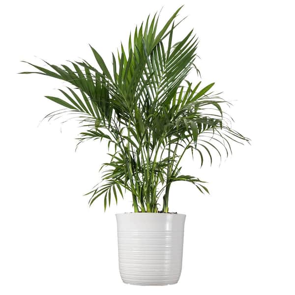 United Nursery Cat Palm Chamaedorea cataractarum Live Plant in 10 inch White Decor Pot
