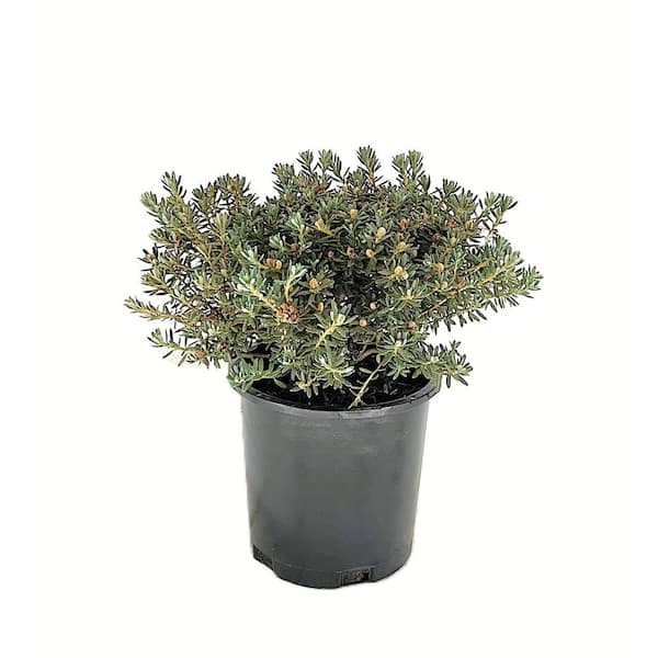 2.5 qt. Dwarf Rhododendron (Rhododendron impeditum) Evergreen Shrub with Bright Purple Flowers in Spring 1 Each