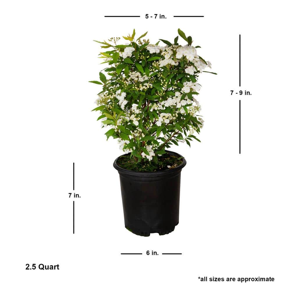 2.5 Quart White Bridal Wreath Spirea Flowering Shrub