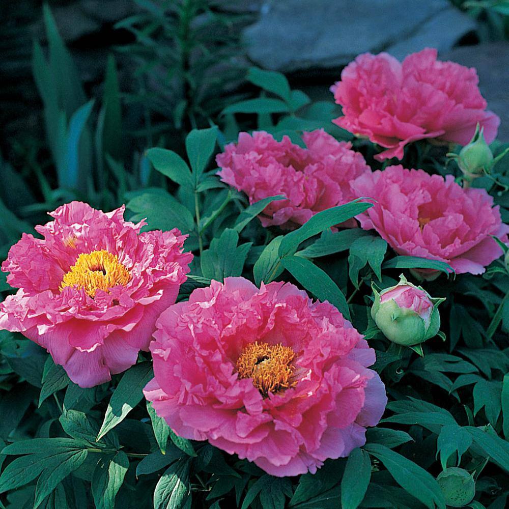 Spring Hill Nurseries Pink Flowers Deep Pink Double Peony Paeonia Live Bareroot Perennial Plants 5 Pack The Home Depot Spring Hill Nurseries Pink Flowers Deep Pink Double Peony Paeonia Live Bareroot Perennial Plants 5 Pack The Home Depot