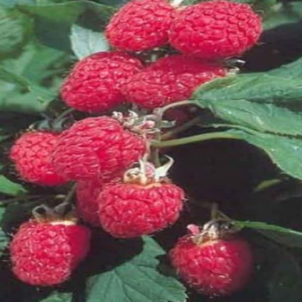 OnlinePlantCenter 1 gal. Heritage Red Raspberry Edible Fruit Bearing Plant