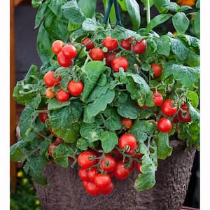 19 oz. Red Robin Tomato Plant