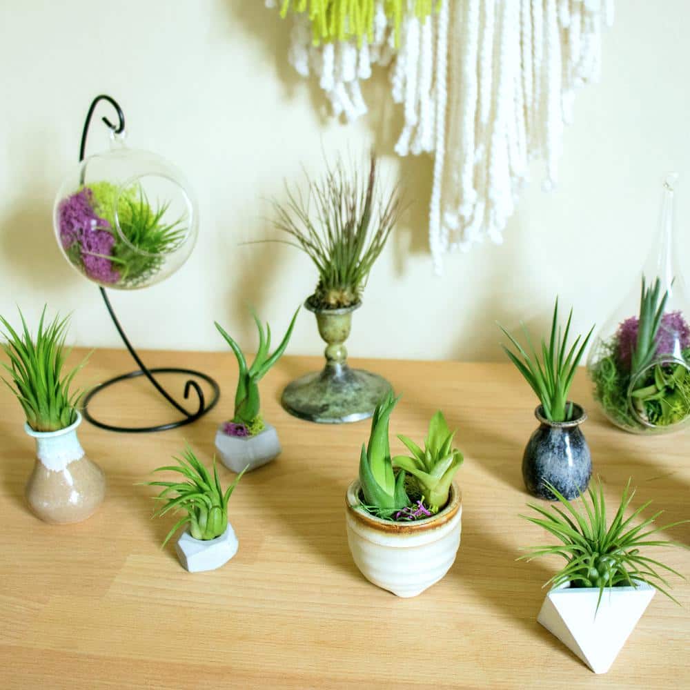 Assorted Tillandsia Air Plants Pack of 12