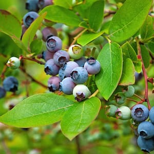 2.5 Qt. Hello Darlin Blueberry, Deciduous Fruit Bearing Plant which produces medium sized blueberries