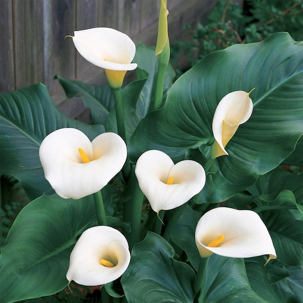 Garden State Bulb 16 cm/18 cm, Aethiopica Calla Lily Flower Bulbs (Bag of 5)