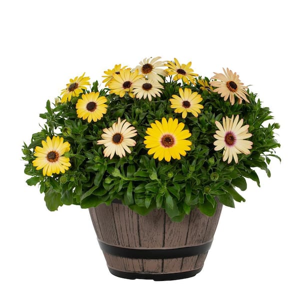 METROLINA GREENHOUSES 1 Gal. Osteospermum African Daisy Mix in Decorative Barrel Planter Annual Plant (1-Pack)