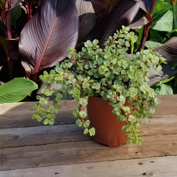 Altman Plants 4-Pack Portulacaria in 1.64-Pint Pot | 0872638