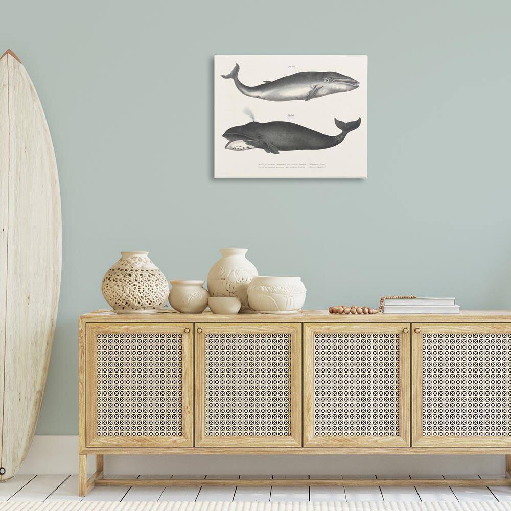 Vintage Whale Study Diagrams by Phillipa Katz Unframed Animal Graphic Art Print 24 in. x 30 in. price history on PriceWatchPro