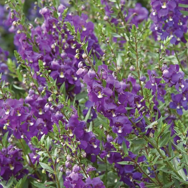 Vigoro 2 QT Angelonia 'Alonia Dark Lavender' Purple Annual Plant