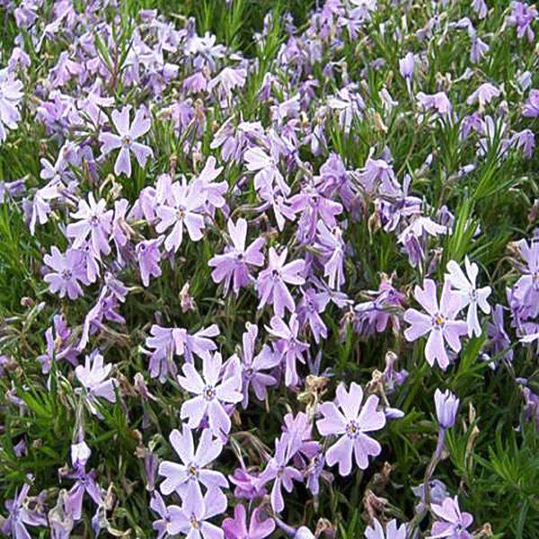 OnlinePlantCenter 1 Gal. Emerald Blue Moss Phlox Plant