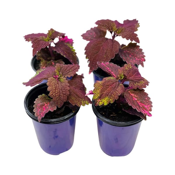 1.38 Pt. Coleus Plant Florida Sun Rose in 4.5 In. Grower's Pot (4-Plants)