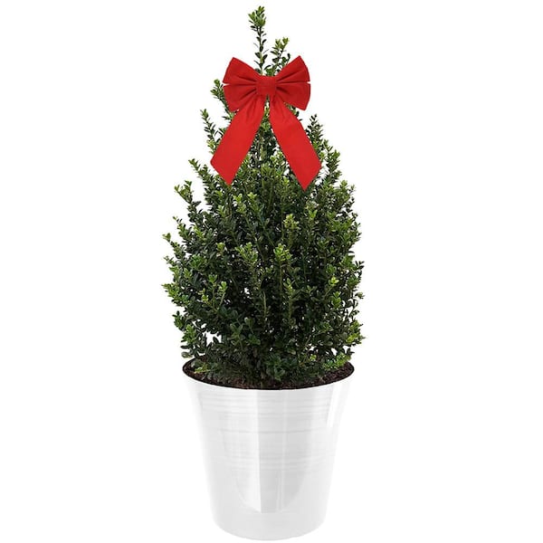 Unbranded 3 Gal. Holly Cone Evergreen Holiday Shrub in Decorative White Pot with Bow