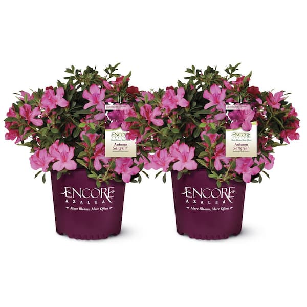 ENCORE AZALEA 1 Gal. Autumn Sangria Shrub with Pink Flowers (2-pack)