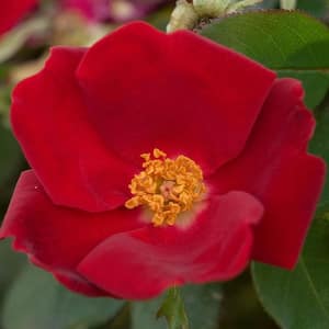 Home Run Shrub Rose, Dormant Bare Root Plant, Red Color Flowers (1-Pack)
