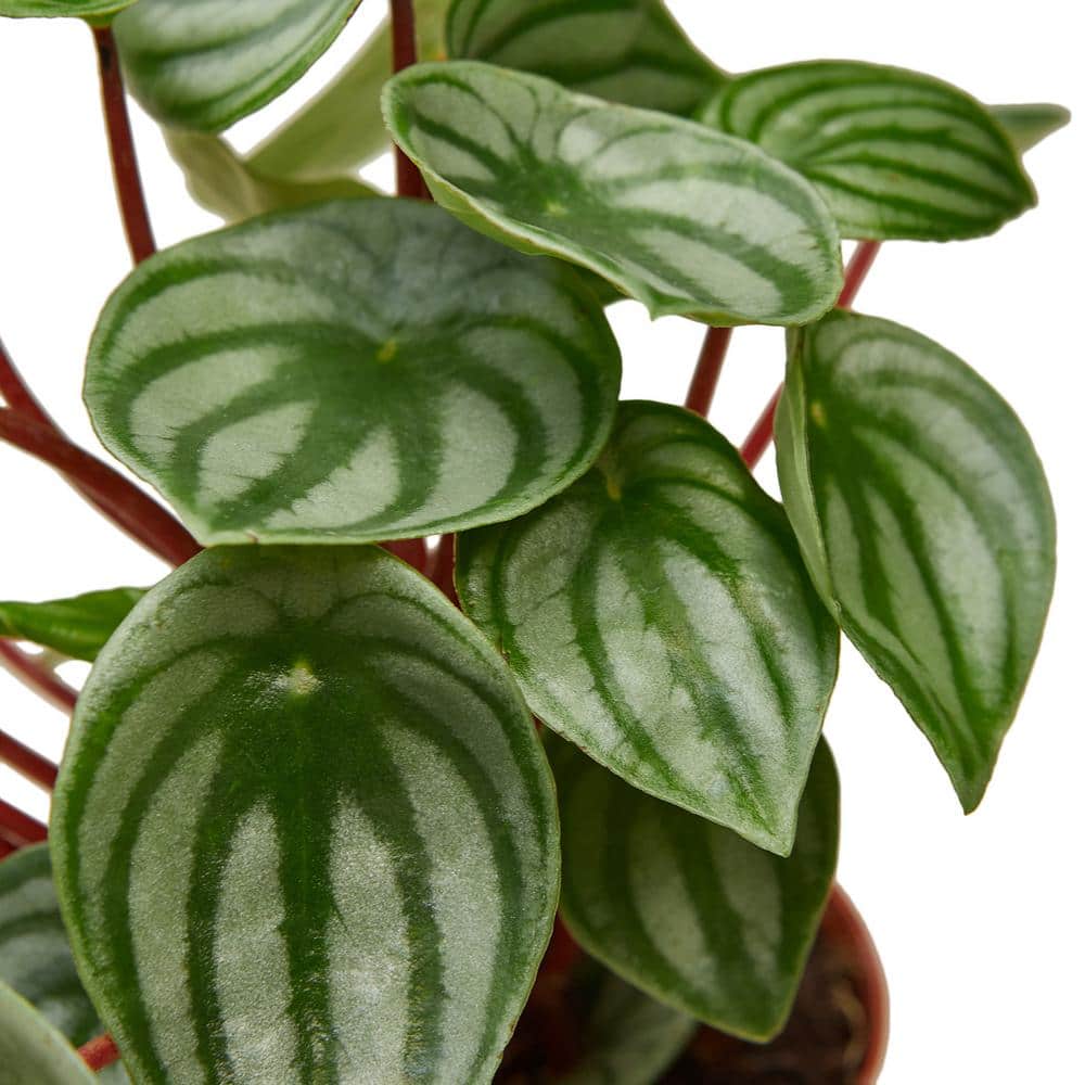 Peperomia Watermelon (Peperomia argyreia) Plant in 4 in. Grower Pot - Thumbnail 3