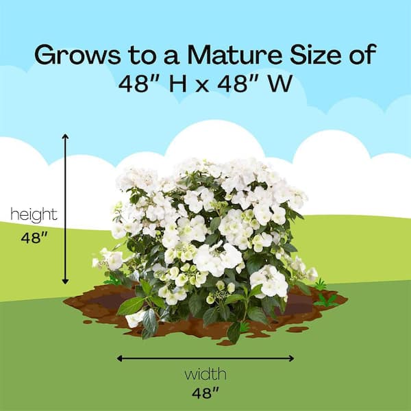 PROVEN WINNERS 13 in. Fairytrail Bride Hydrangea Shrub with White