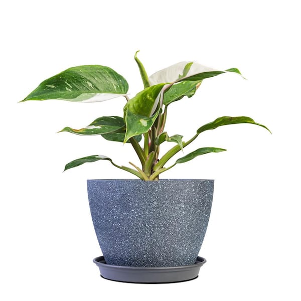 Perfect Plants White Princess Philodendron Indoor Plant in 6 in. Grower's Pot, Unique Variegation