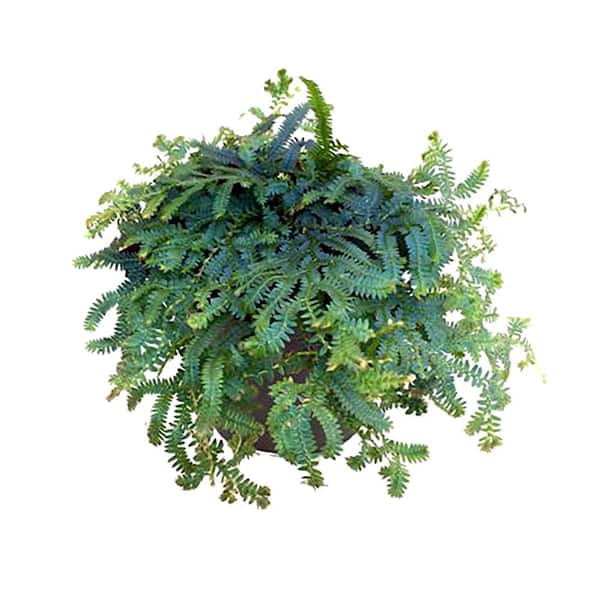 Unbranded I Tropicals Peacock Fern or Spike Moss (Selaginella Uncinata) Plant 6 in. Hanging Basket