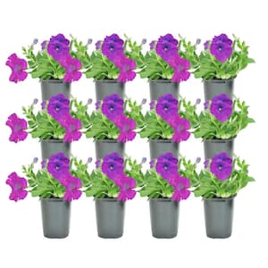 1 Pt. Purple Petunia Flowers in Grower's Pot (12-Pack)