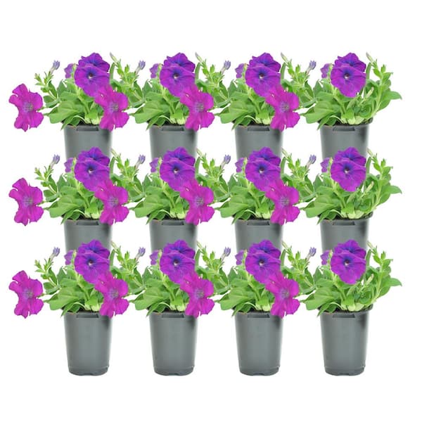 Costa Farms Purple Petunia Outdoor Flowers in 1 Pt. Grower Pot, Avg. Shipping Height 9 in. Tall (12-Pack)