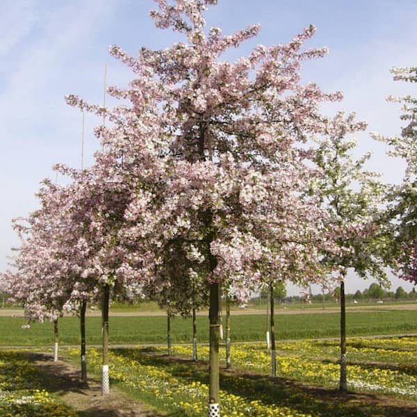 Unbranded 7 Gal. Floribunda Crabapple Flowering Deciduous Tree with Pink Flowers