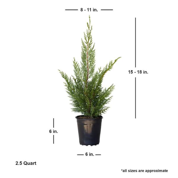 2.5 Qt - Leyland Cypress - Fast-Growing Evergreen Tree - Live Plants 2.5 Qt - Leyland Cypress - Fast-Growing Evergreen Tree - Live Plants