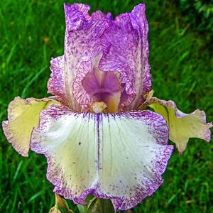 Autumn Tryst Reblooming Iris White and Purple Flowers Live Bareroot Plant