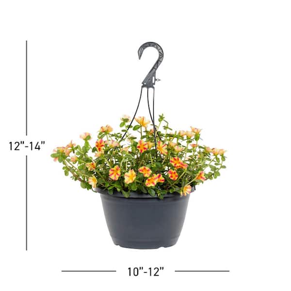 METROLINA GREENHOUSES 1.25 Gal. Portulaca Orange, Red, Yellow