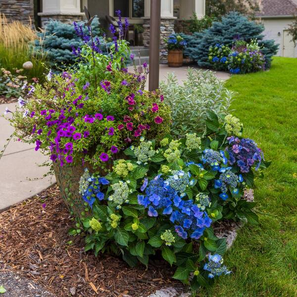 Endless Summer 1 Gal. Pop Star Reblooming Hydrangea
