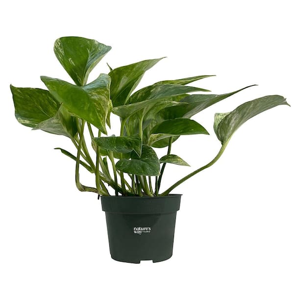 NATURE'S WAY FARMS Pothos Marble Queen Live Indoor Plant in Growers Pot Avg Shipping Height 10 in. Tall