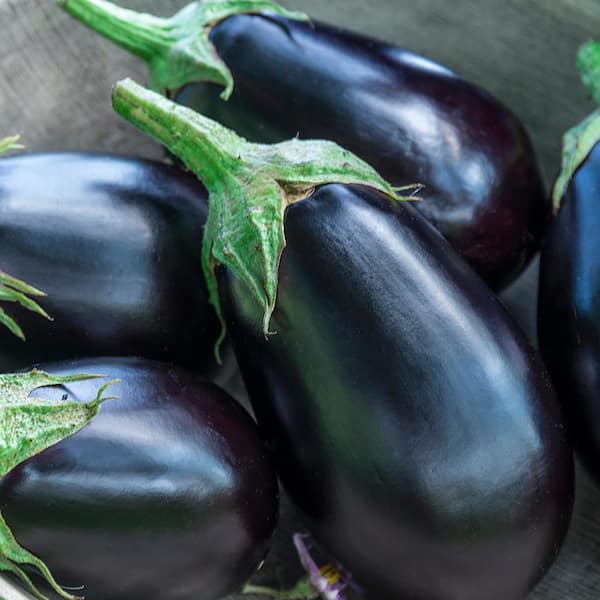 Gurney's Eggplant Midnight Queen Hybrid (30 Seed Packet) 79848