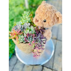Succulent Cut Flower Planter Brown Teddy Bear Basket for Indoor