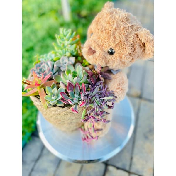 Medium Bear 12 in. x 10 in. Wicker Soilless Succulent Plant Flower