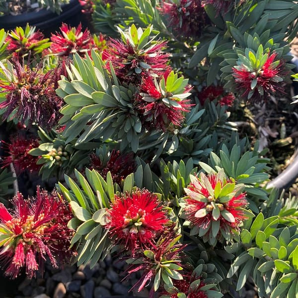 #5 Container Dwarf Bottlebrush Evergreen Shrub  (2-pack)