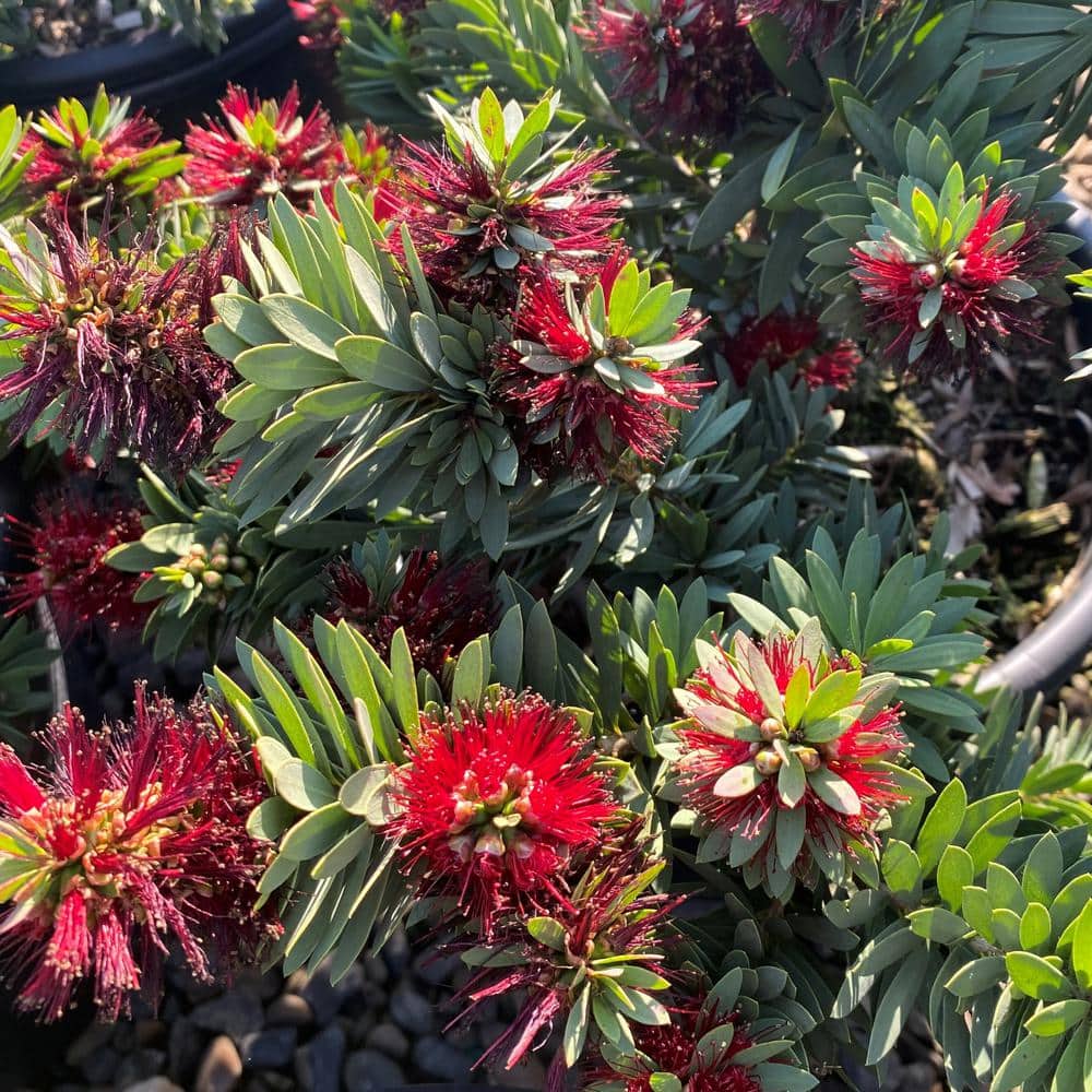 SLIM™ Callistemon is a great hedge for tight planting areas
