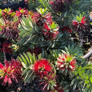 5 Gal Dwarf Bottlebrush Evergreen Shrub with Red Flowers (2-pack)