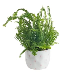 Grower's Choice Fern Indoor Plant in 6 in. Decor Pot, Avg. Shipping Height 1-2 ft. Tall