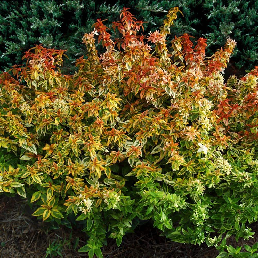Southern Living Kaleidoscope Abelia 2-Gallon Evergreen Shrub