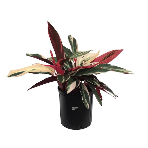 NATURE'S WAY FARMS Stromanthe Triostar Live Outdoor Plant in Growers Pot Avg Shipping Height 2 ft. to 3 ft. Tall