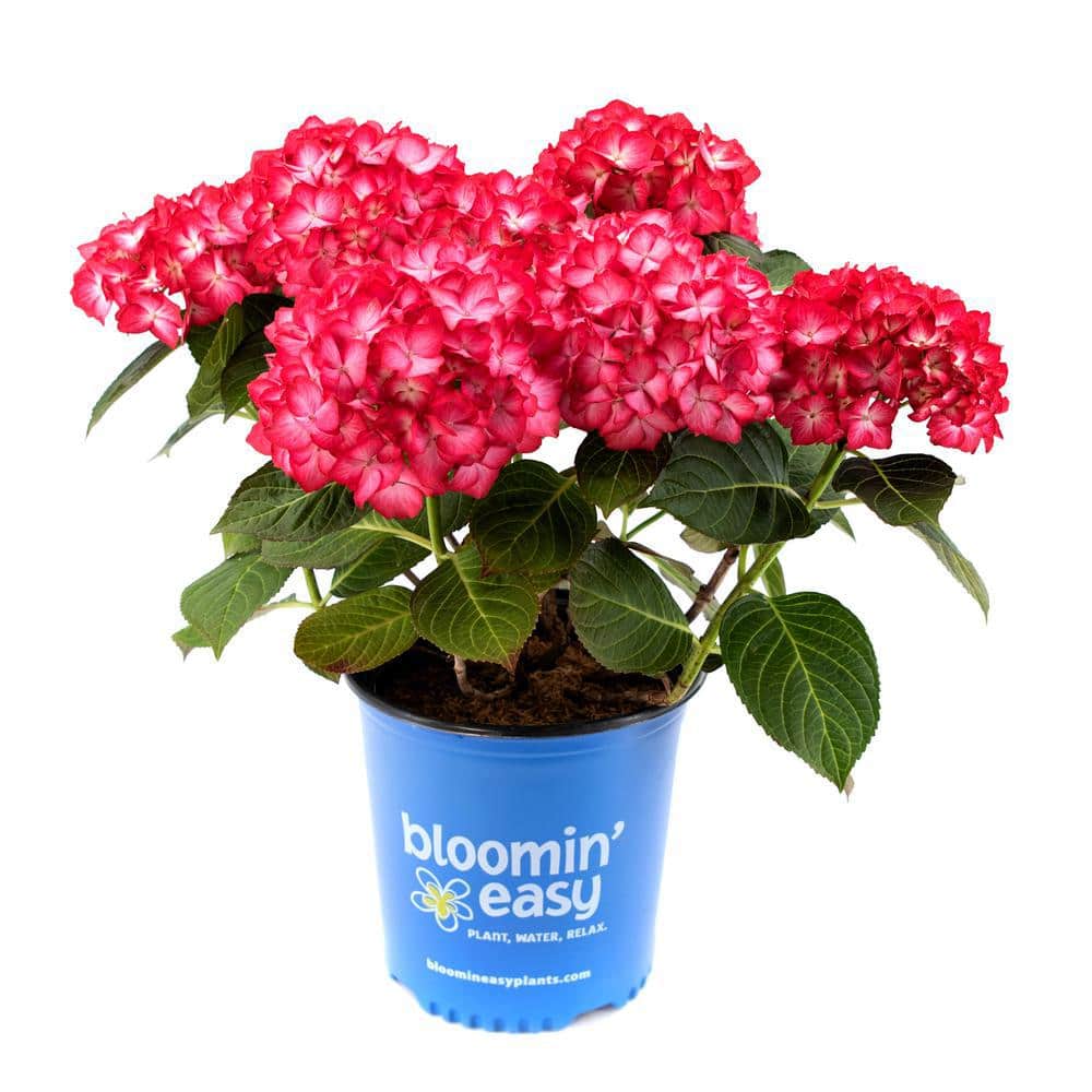 1 Gal. Kimono Bigleaf Hydrangea (Macrophylla) Live Shrub, Wine Red and White Flowers