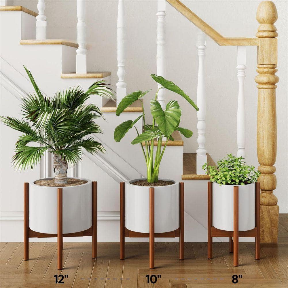 dark-brown-angel-sar-plant-