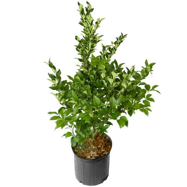 2.25 Gal. Ligustrum Curly Leaf Flowering Shrub with White Blooms