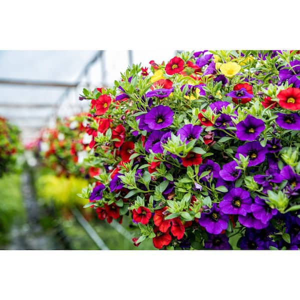 ALTMAN PLANTS #8 Coco Calibrachoa Mix Annual Plant with Assorted