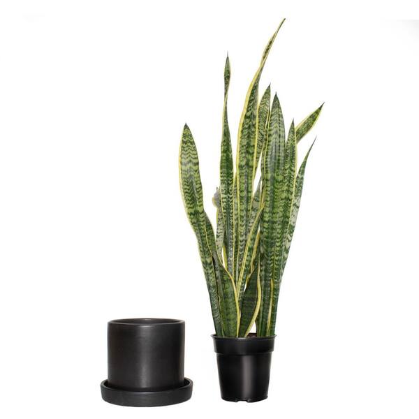 national PLANT NETWORK 6 in. Laurentii Snake Plant in 7 in. Matte Black ...