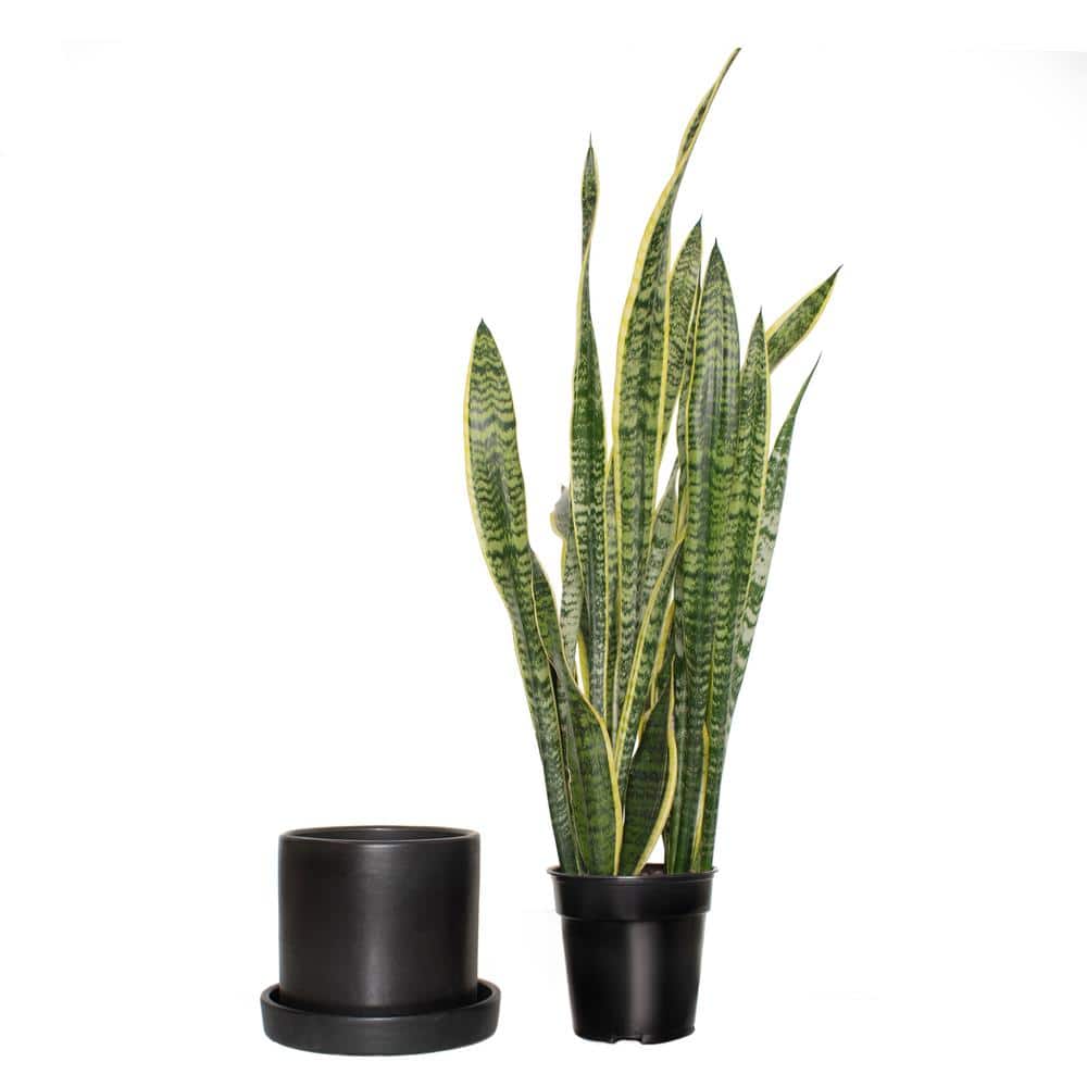 24" Black Ceramic Indoor Sansevieria Succulent