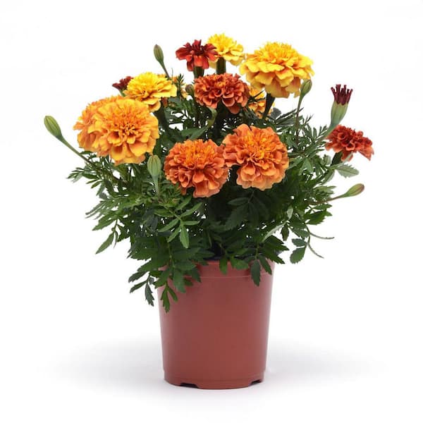 ALTMAN PLANTS 1-Pint Assorted Colors Marigold Plant
