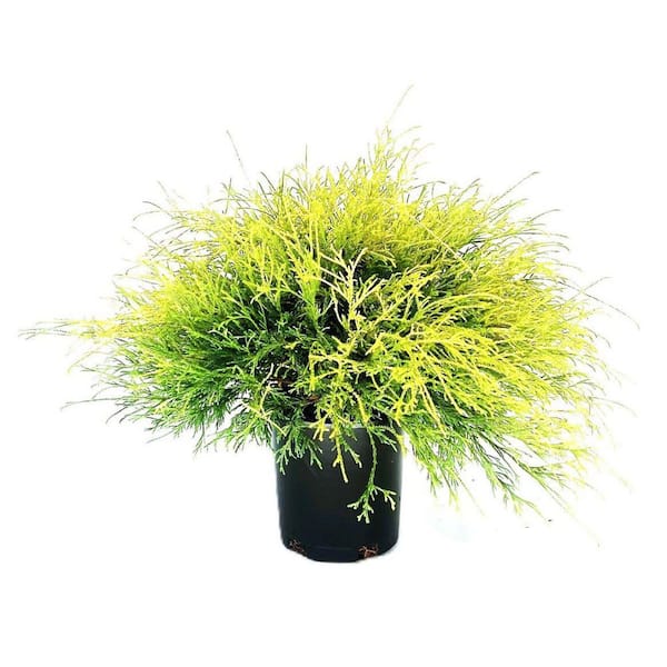 Unbranded 2.5 Qt. - Lemon Thread Cypress Live Shrub with Yellow, Green Folliage
