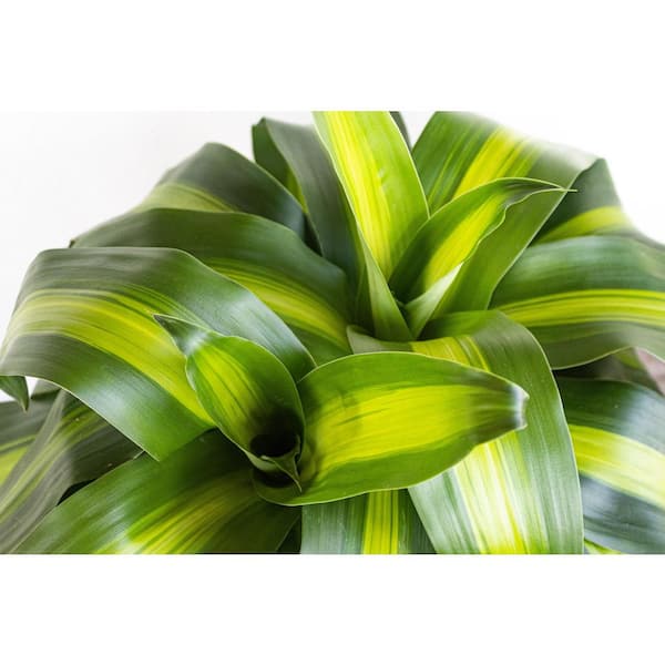 United Nursery Dracaena Mass Cane Corn Plant 2 Stem Plant in 9.25 inch Grower Pot